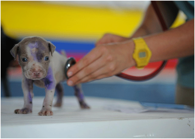 Dog care Spain